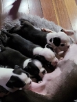 Boston Terrier Puppies