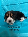 Beagle AKC Puppies