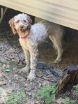 Female goldendoodle