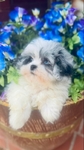 Shihpoo Female Blue Merle Shihtzu & toy poodle mix.