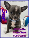 AKC Longcoat Merle & Smooth Coat Blue Male Chihuahuas
