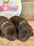 Chocolate Labrador Retriever Puppies
