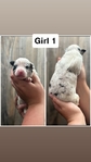 Mini aussies