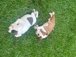 Pitbull puppies