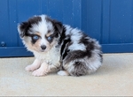 Toy Australian Shepherd male registered