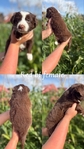 Australian shepherd’s