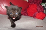 ragdoll kittens for sale