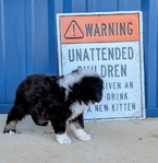 Miniature Australian Shepherd male