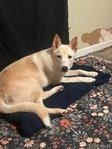 Female Heeler/German Shepherd 9 months