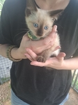 Simeas kittens