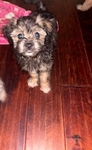 Maltipoo