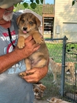 Free Puppies