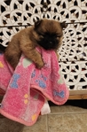 Pomeranian Puppies