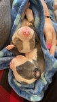 Pitbull puppies.