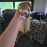Rehoming 5 Ferrets - 4 Males 1 Female, Bonded Group