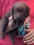 CHOCOLATE LABRADOR RETRIEVER PUPPIES AKC