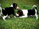 Beagle Puppies