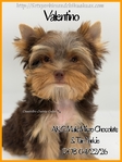 Breathtaking AKC Chocolate & Tan Male Yorkie