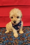 Toy poodle puppies