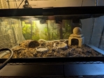 Banded Kingsnake w/ enclosure