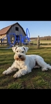 Akc miniature schnauzer puppies