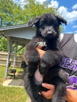 German shepherd puppies
