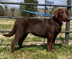 AKC Chocolate Lab