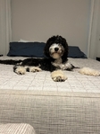 Free Bernedoodle Male