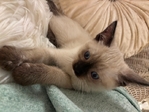 Adorable Siamese Kitten