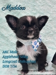 AKC  Stunning Longcoat Micro Chihuahuas