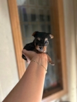 Micro yorkies