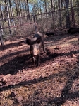 Got a wild hog problem? Call Texas Feral Hog Trappers