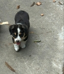 A Little Corgi, A Lot of Love