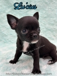 AKC Micr Smooth Coat Male Chihuahua