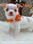 Male Registered Chihuahuas