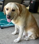 English Lab - About 5 years old