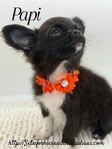 AKC Registered Male Applehead Chihuahuas