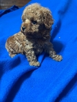 Baby-Doll Face toy Poodles
