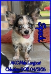 AKC Long and Smooth Coat Chihuahuas
