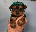Beautiful Yorkie Puppies!