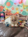 Precious male Persian kitten ready for new home