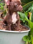 AKC Applehead Male Chocolate Chihuahua