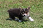Registered Corgi Male