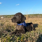 Solid Black Male Great Dane Puppy