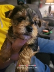 Yorkie puppies