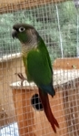 BIRDS BIRDS BIRDS FOR SALE!!!