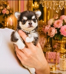 Teacup & Tiny Toy Chihuahua puppies