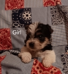 CKC Registered Parti Yorkies and Traditional Yorkies