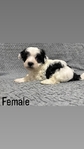 Maltipoo Puppies