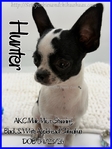 Exceptional Male AKC Applehead Chihuahuas